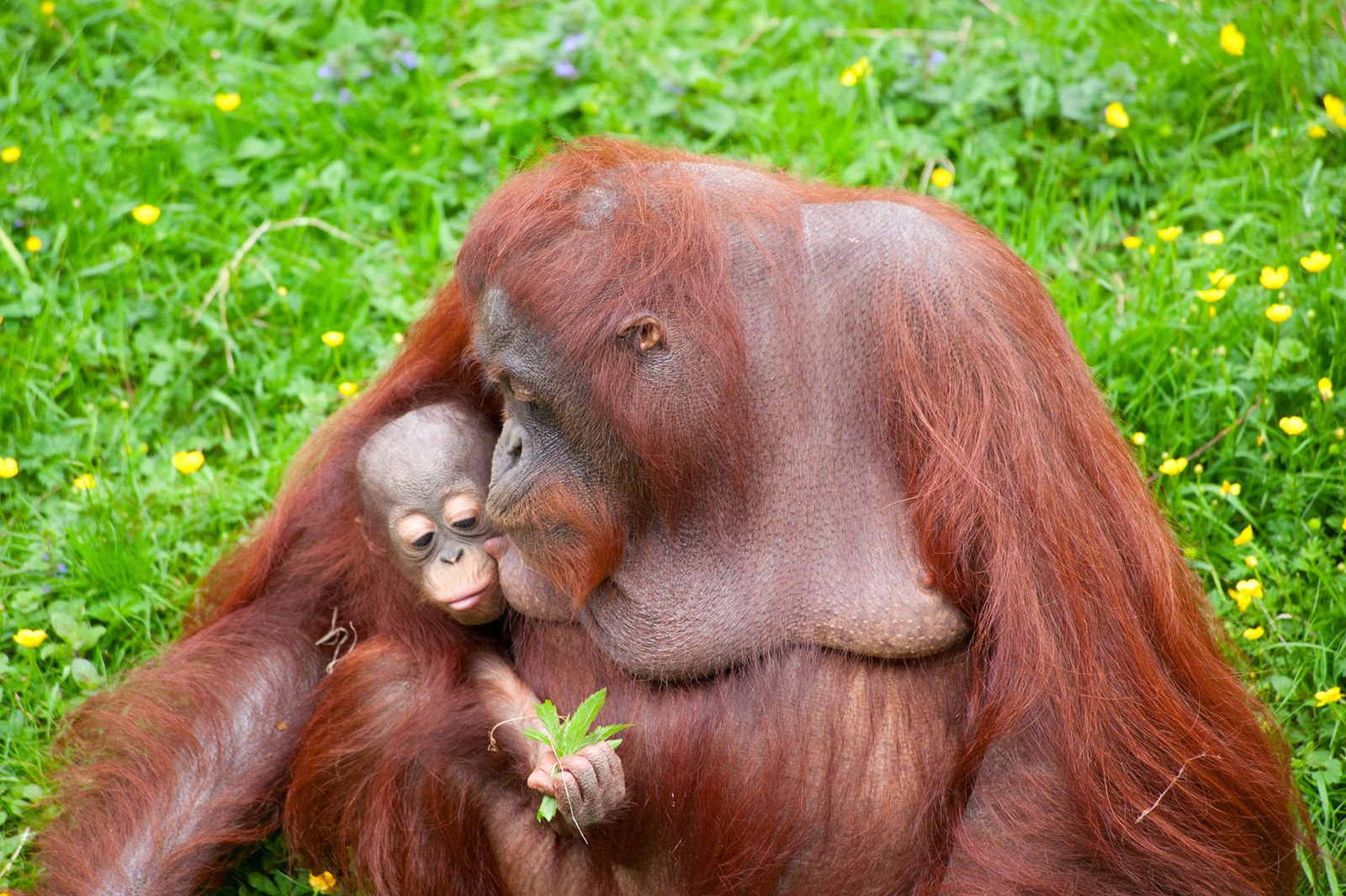 Orangutans
